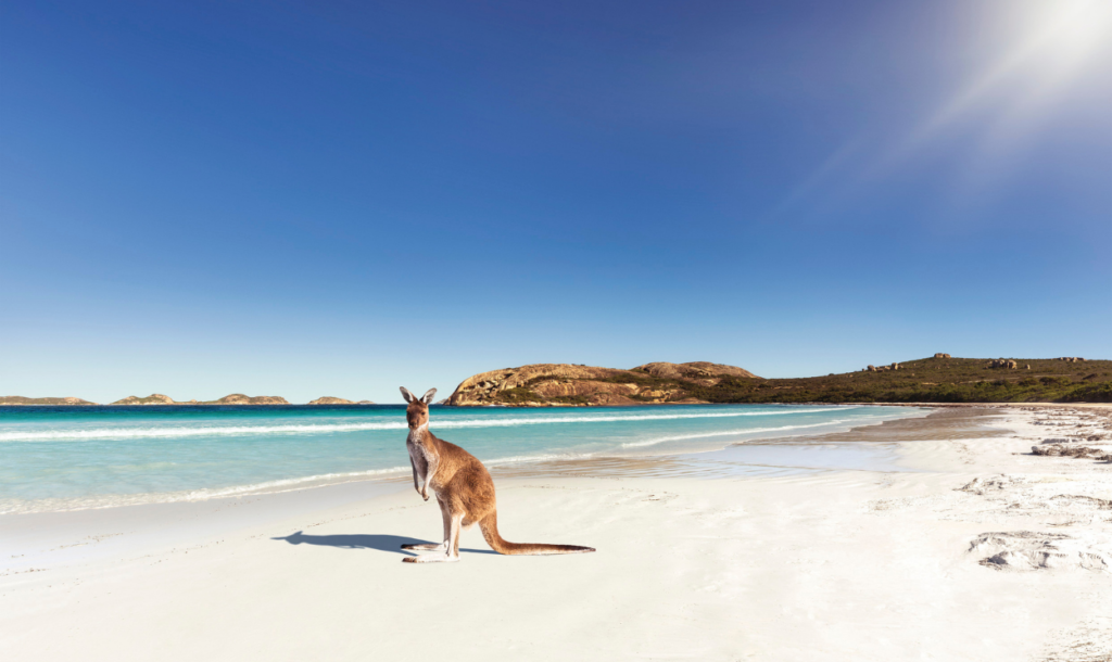 1250x745_Western_Australia_Lucky_Bay_Kangaroo (1)