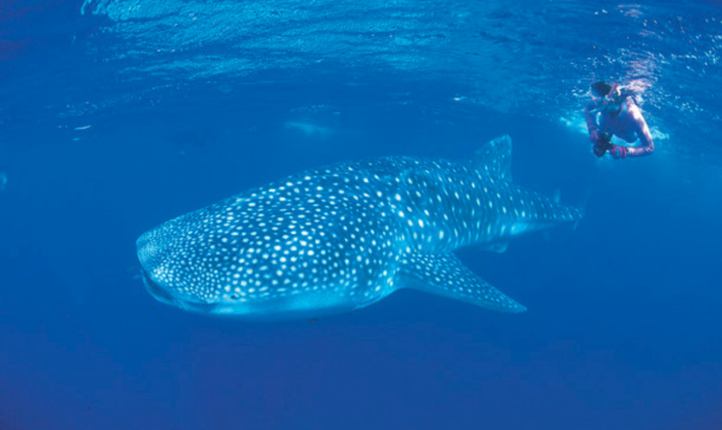 1250x745_Western_Australia_Whale_shark_closeup