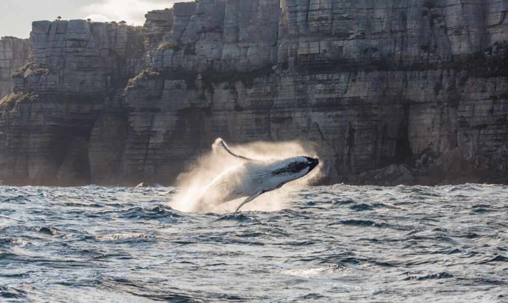 1250x745_NSW South Coast_Whale Watching